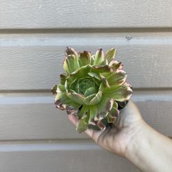 4” aeonium fiesta