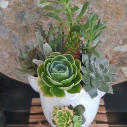 Large Succulent Design