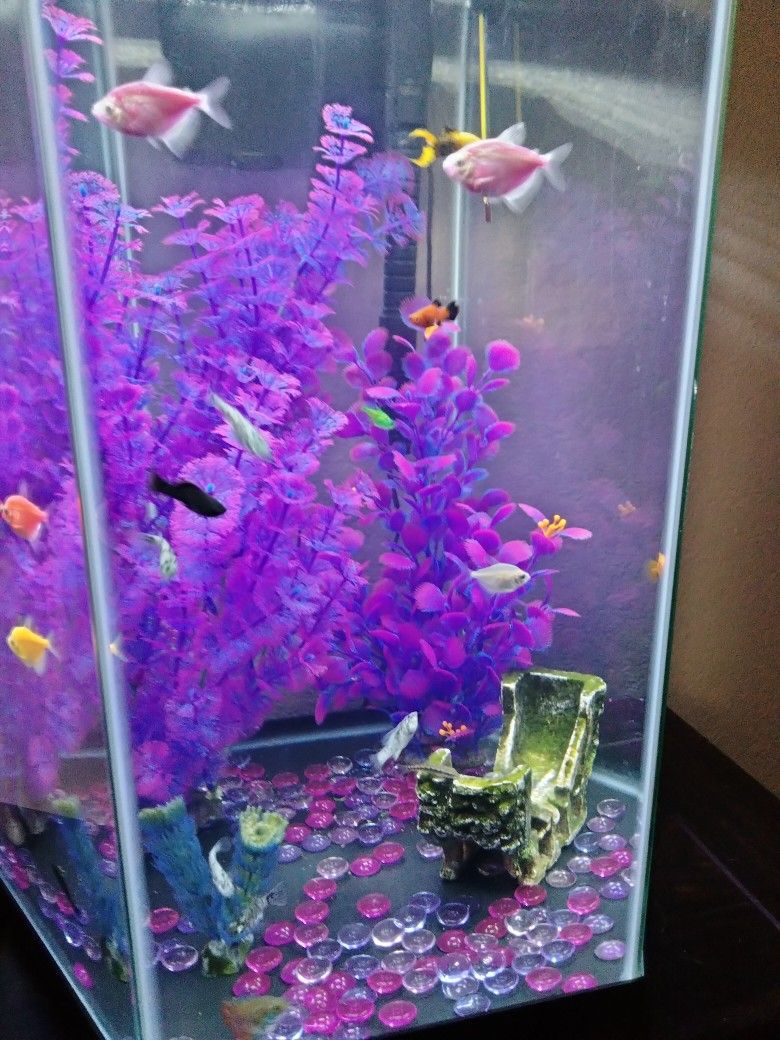 The Tank