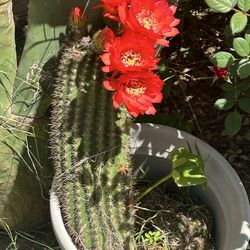 Beautiful CACTUS