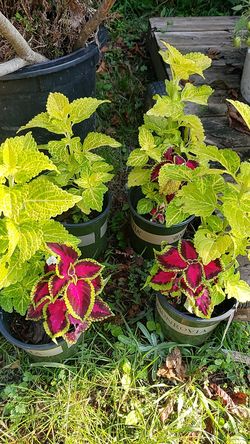 Beautiful house plant $15