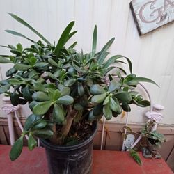 Healthy  Jade Plant And More