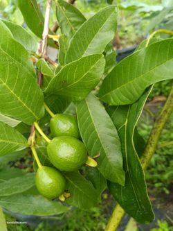 Guava fruit producing tree $80