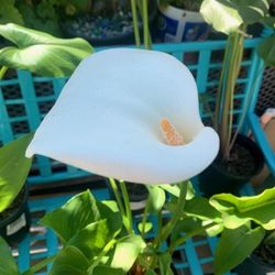 Alcatraz. ( Calla Lily )