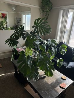 Swiss Cheese Plant (monstera deliciosa)