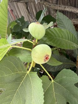 Fig Tree