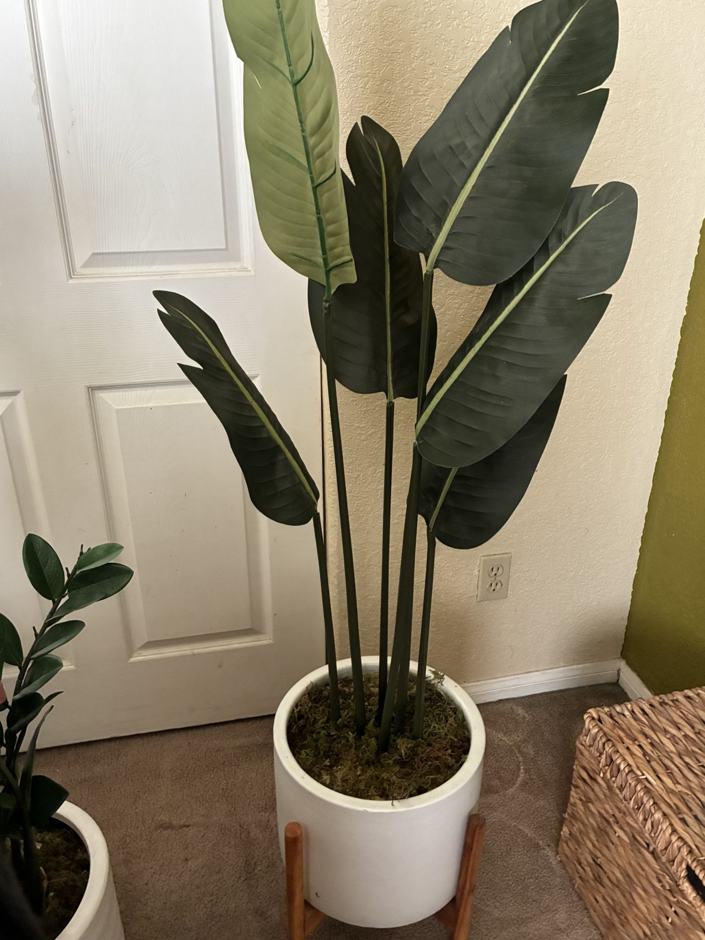 Plant