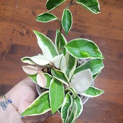 Hoya Krimson Princess 4 Inch