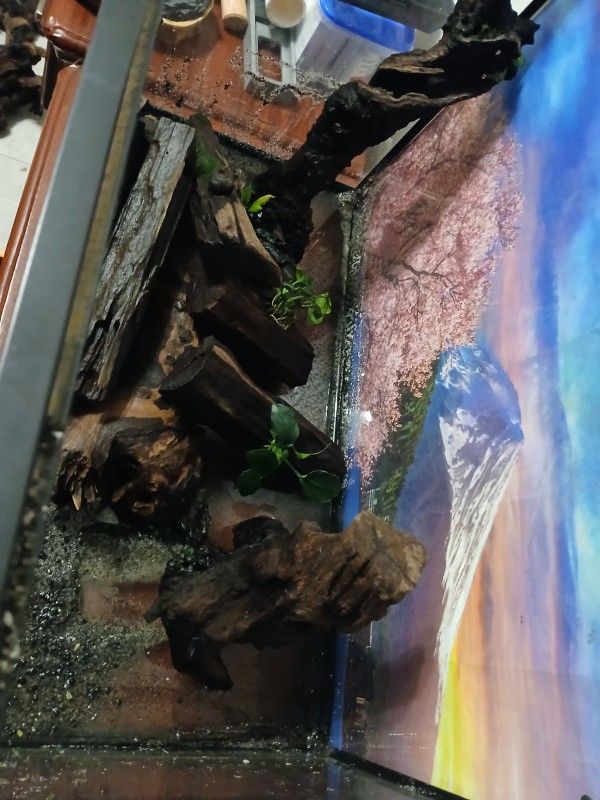 Drift Wood 