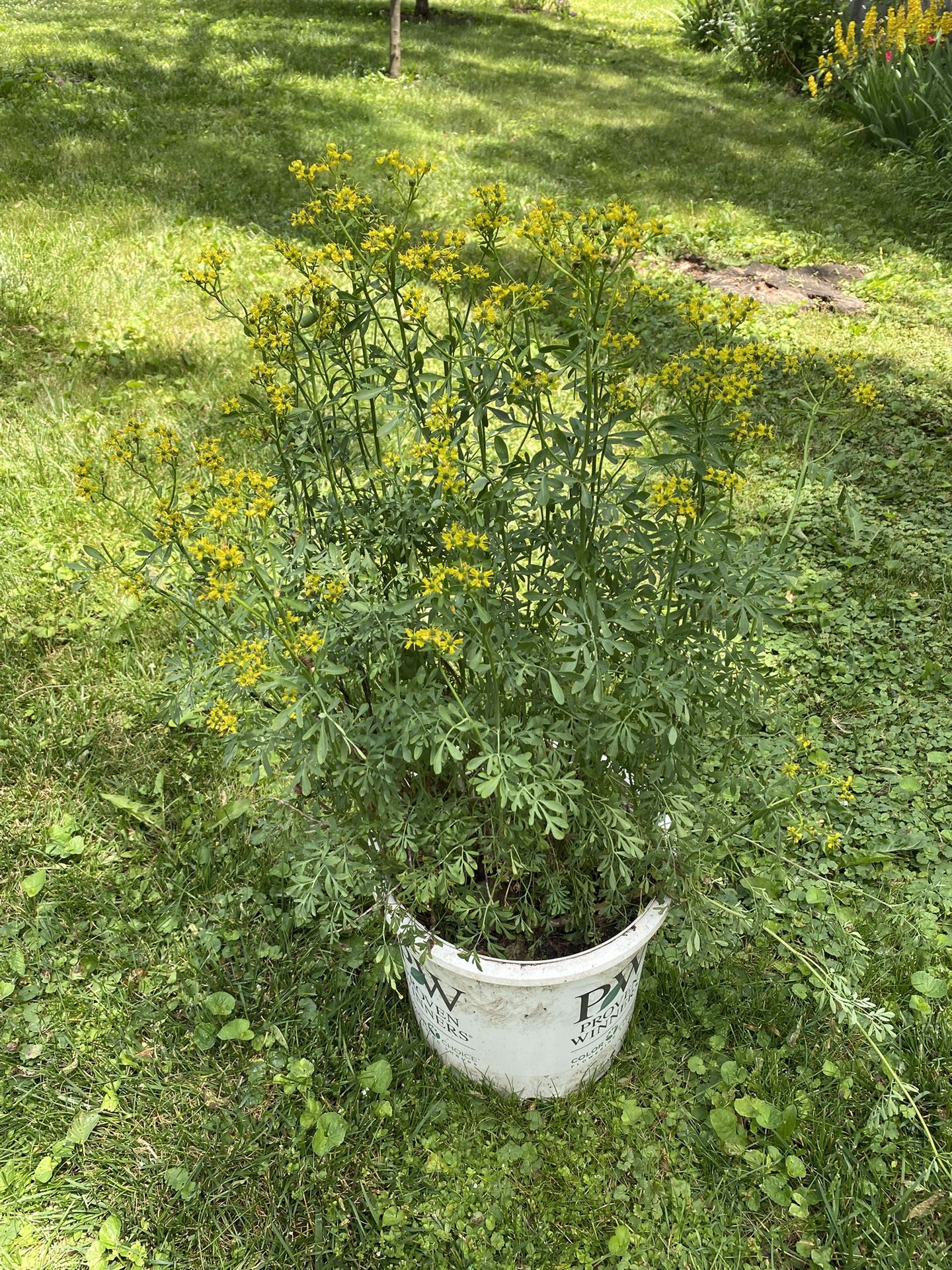 Ruda Plant