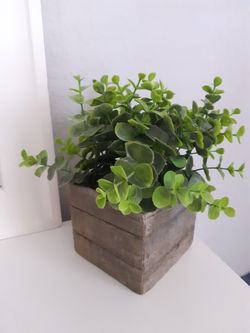 Fave Plant With Stone Vase
