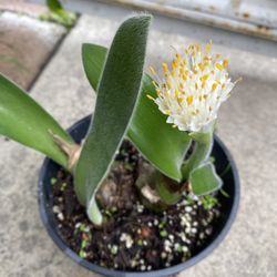 Planta De Brocha De Pintor, Para Patio Con Sol Oh Sombra Esta En Maceta De 1 Gallon Pick Up Only