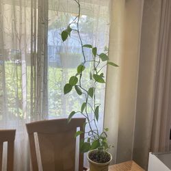 Plant For Home  20$ Plus Free Big Plant