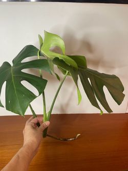 Monstera Deliciosa Large Rooted Cutting 14 in. 3 Split Leaf