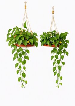 Healthy hanging plants