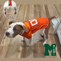 UM jersey for your pet. 