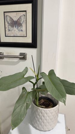 Philodendron Silver Sword