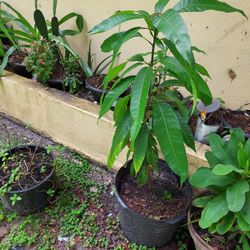mango plant