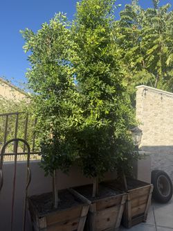 New Tree 200.00 Each Or All 3 For 500.00