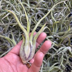 Cheap Air Plants
