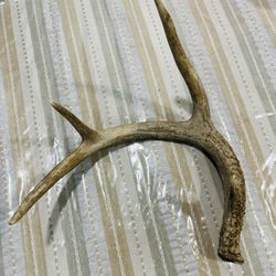 Antler Decoration