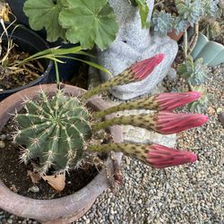 Pink Flower Cactus 