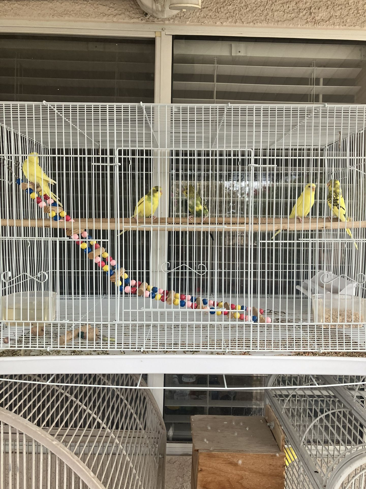 Bird Cage