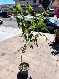 Almost 6 feet tall Chinese lantern bulb plant