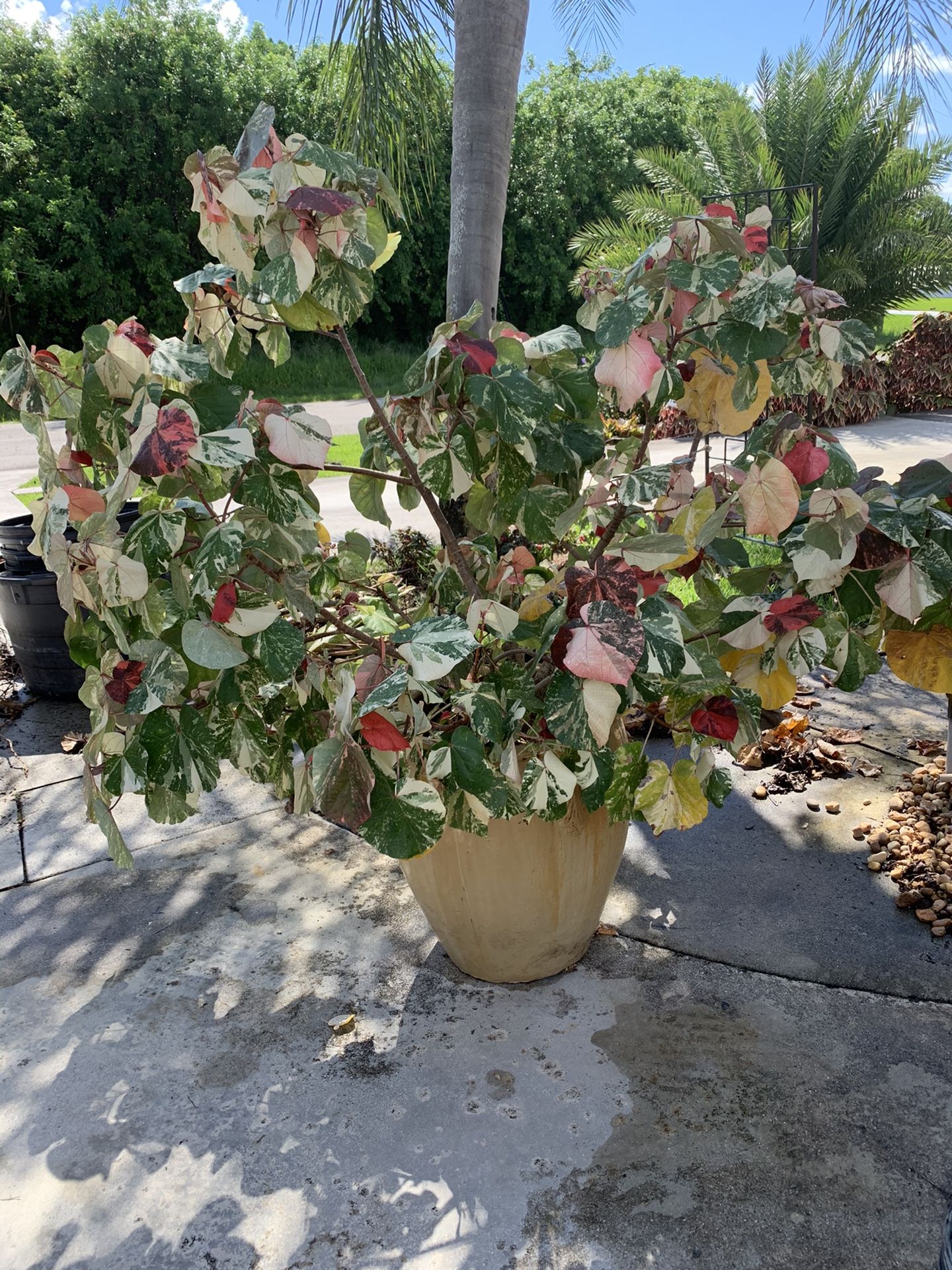 HUGE MAHO TREE AND CERAMIC POT