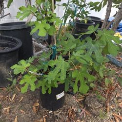 Multi Grafted Fig Tree 