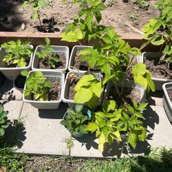 Raspberry Plants !!🌱 