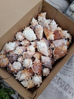 NICE  SEASHELL COLLECTION