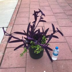 Large Purple Heart Beautiful Mini Jade Plant Succuelnts Flowers In Pot Mix Home Garden Yard Lawn Design 