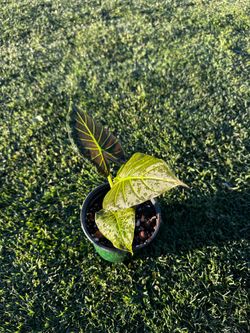 Alocasia Regal shield