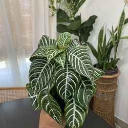 Zebra plant