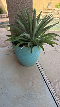 2 Agave plants in turquois pots