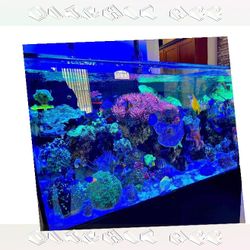 Premium-Grade Aquarium Setup - Top-Level Quality Choice suffer cell