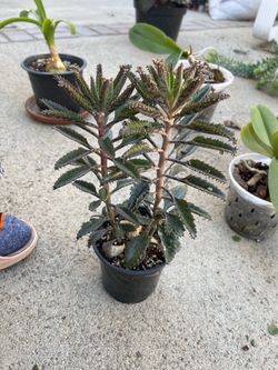 Mother of thousands plant