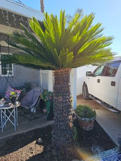 Sago Palm