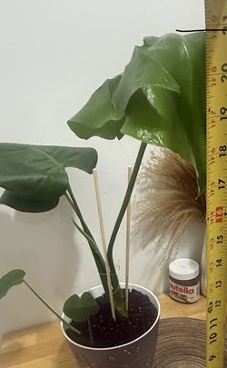 Monstera Deliciosa (21 inch length)