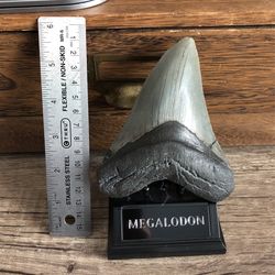 Genuine South Carolina Megalodon Tooth 5 Inches