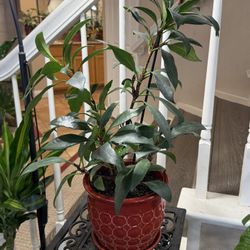 Live African Fig Plant Tree With Ceramic Pot (Please Read Full Description)