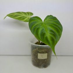 Philodendron Verrucosum- Uncommon Plants