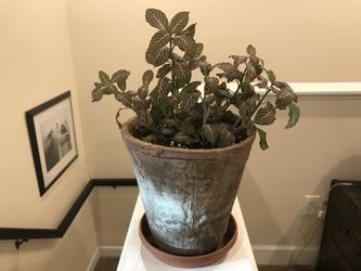 Nerve Plant Pink In Clay Pot