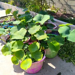 Lotus Plant 15 Gallon Pot
