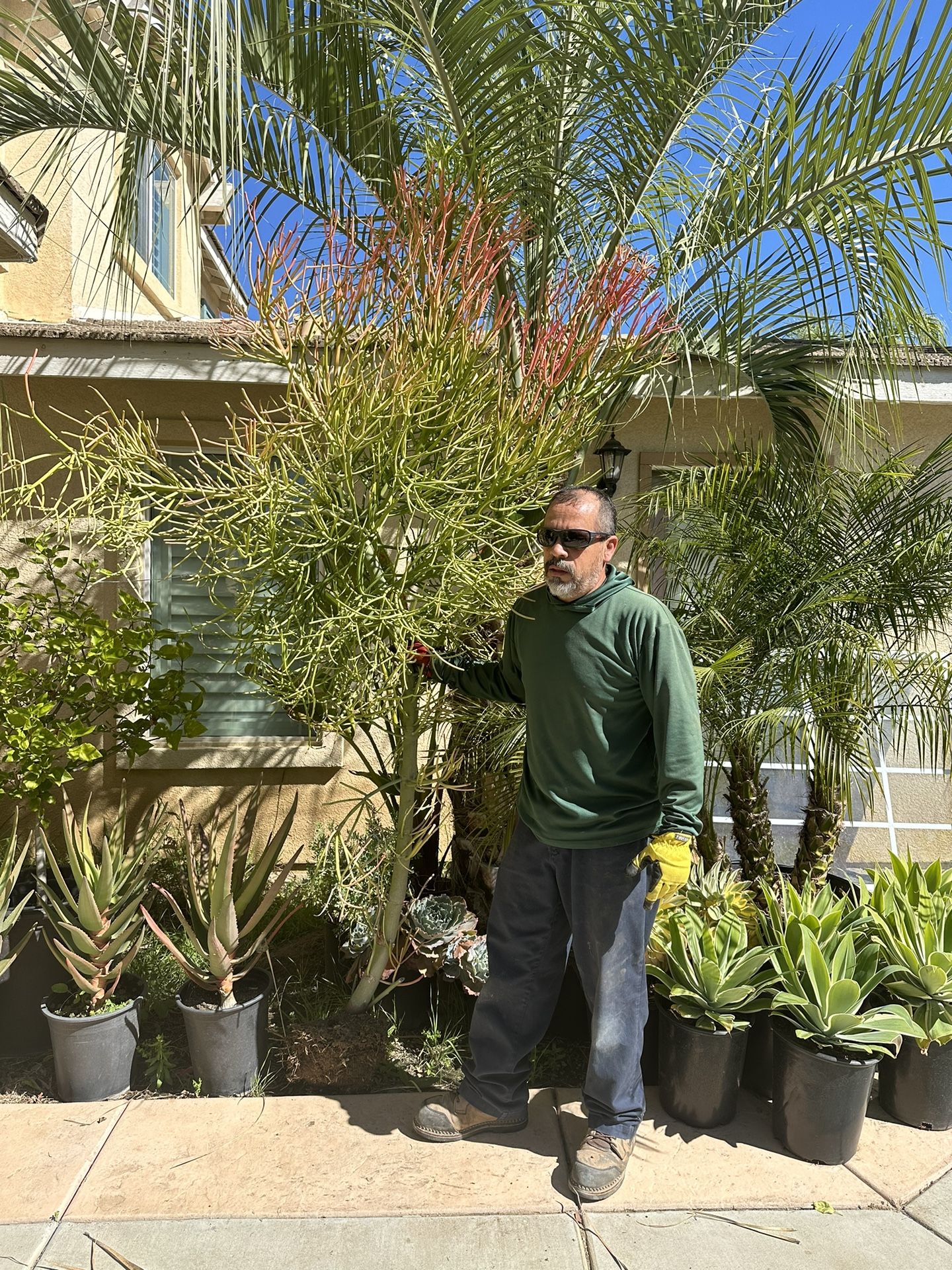 Fire Stick Tree Plant 8ft Tall