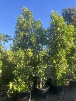 9 Ft Plus Ficus Indian Laurel