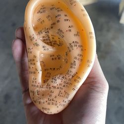 Acupuncture Model Ear (Small)