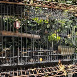Bird Cage. 
