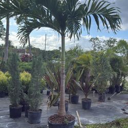 Christmas Palm - 25gl